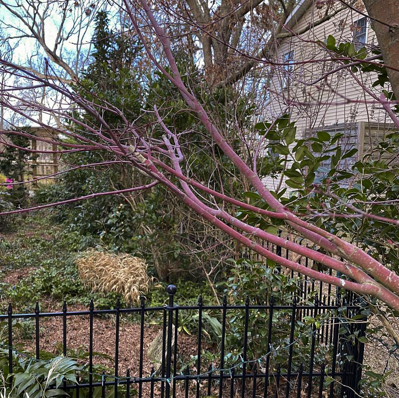 A Coral Bark Maple flies in over a fence.